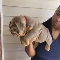 Sasha, a female English Bulldog for sale in Kernersville, NC – Photo 4 of 10