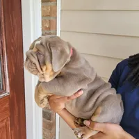 Sasha, a female English Bulldog for sale in Kernersville, NC – Photo 2 of 10