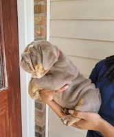 Sasha, a female English Bulldog for sale in Kernersville, NC – Photo 2 of 10