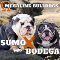 Sasha, a female English Bulldog for sale in Kernersville, NC – Photo 3 of 10