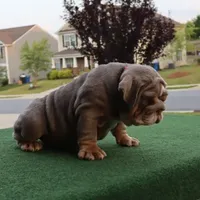 Sasha, a female English Bulldog for sale in Kernersville, NC – Photo 7 of 10