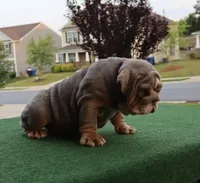 Sasha, a female English Bulldog for sale in Kernersville, NC – Photo 7 of 10