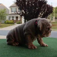 Sasha, a female English Bulldog for sale in Kernersville, NC – Photo 6 of 10