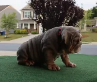 Sasha, a female English Bulldog for sale in Kernersville, NC – Photo 6 of 10