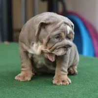 Sasha, a female English Bulldog for sale in Kernersville, NC – Photo 8 of 10