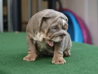 Sasha, a female English Bulldog for sale in Kernersville, NC – Photo 8 of 10