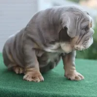 Sasha, a female English Bulldog for sale in Kernersville, NC – Photo 5 of 10