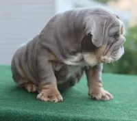 Sasha, a female English Bulldog for sale in Kernersville, NC – Photo 5 of 10