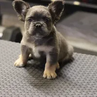 Romeo, a male French Bulldog for sale in Kernersville, NC – Photo 3 of 7