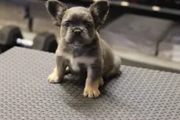 Romeo, a male French Bulldog for sale in Kernersville, NC – Photo 3 of 7