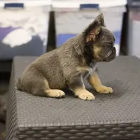 Romeo, a male French Bulldog for sale in Kernersville, NC – Photo 5 of 7