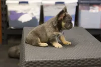 Romeo, a male French Bulldog for sale in Kernersville, NC – Photo 5 of 7