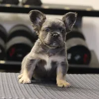 Romeo, a male French Bulldog for sale in Kernersville, NC – Photo 4 of 7