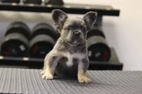 Romeo, a male French Bulldog for sale in Kernersville, NC – Photo 4 of 7