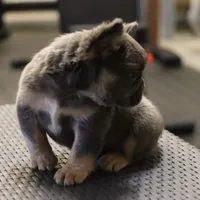 Romeo, a male French Bulldog for sale in Kernersville, NC – Photo 2 of 7