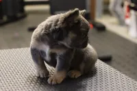 Romeo, a male French Bulldog for sale in Kernersville, NC – Photo 2 of 7