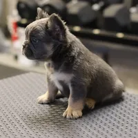 Romeo, a male French Bulldog for sale in Kernersville, NC – Photo 7 of 7