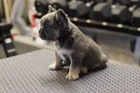 Romeo, a male French Bulldog for sale in Kernersville, NC – Photo 7 of 7