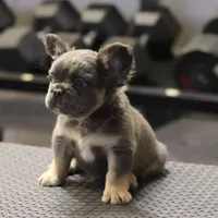 Romeo, a male French Bulldog for sale in Kernersville, NC – Photo 1 of 7