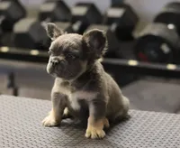 Romeo, a male French Bulldog for sale in Kernersville, NC – Photo 1 of 7