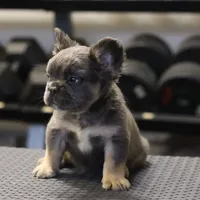 Romeo, a male French Bulldog for sale in Kernersville, NC – Photo 6 of 7