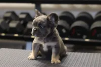 Romeo, a male French Bulldog for sale in Kernersville, NC – Photo 6 of 7