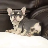 Serena, a female French Bulldog for sale in Kernersville, NC – Photo 7 of 9