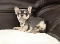 Serena, a female French Bulldog for sale in Kernersville, NC – Photo 7 of 9