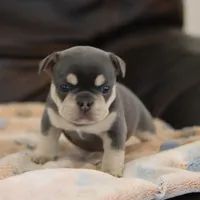 Serena, a female French Bulldog for sale in Kernersville, NC – Photo 8 of 9