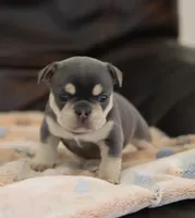 Serena, a female French Bulldog for sale in Kernersville, NC – Photo 8 of 9