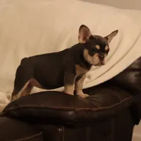 Serena, a female French Bulldog for sale in Kernersville, NC – Photo 2 of 9