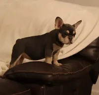 Serena, a female French Bulldog for sale in Kernersville, NC – Photo 2 of 9