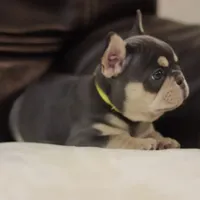 Serena, a female French Bulldog for sale in Kernersville, NC – Photo 4 of 9