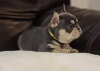 Serena, a female French Bulldog for sale in Kernersville, NC – Photo 4 of 9