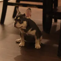 Serena, a female French Bulldog for sale in Kernersville, NC – Photo 5 of 9