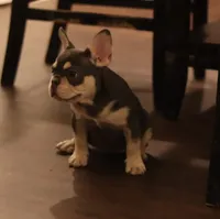 Serena, a female French Bulldog for sale in Kernersville, NC – Photo 5 of 9