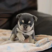 Serena, a female French Bulldog for sale in Kernersville, NC – Photo 3 of 9