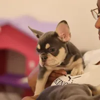 Serena, a female French Bulldog for sale in Kernersville, NC – Photo 1 of 9