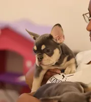 Serena, a female French Bulldog for sale in Kernersville, NC – Photo 1 of 9