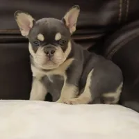 Serena, a female French Bulldog for sale in Kernersville, NC – Photo 6 of 9