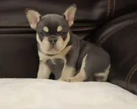 Serena, a female French Bulldog for sale in Kernersville, NC – Photo 6 of 9