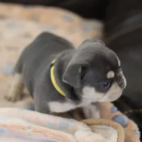 Serena, a female French Bulldog for sale in Kernersville, NC – Photo 9 of 9