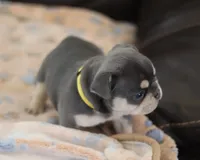 Serena, a female French Bulldog for sale in Kernersville, NC – Photo 9 of 9