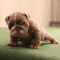 Elon, a male English Bulldog for sale in Kernersville, NC – Photo 3 of 10