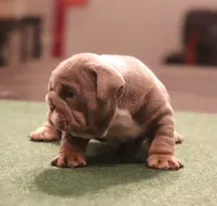 Elon, a male English Bulldog for sale in Kernersville, NC – Photo 7 of 10