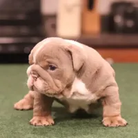 Elon, a male English Bulldog for sale in Kernersville, NC – Photo 2 of 10