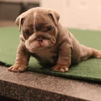 Elon, a male English Bulldog for sale in Kernersville, NC – Photo 5 of 10