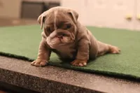 Elon, a male English Bulldog for sale in Kernersville, NC – Photo 5 of 10