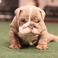 Elon, a male English Bulldog for sale in Kernersville, NC – Photo 1 of 10