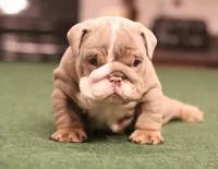 Elon, a male English Bulldog for sale in Kernersville, NC – Photo 1 of 10